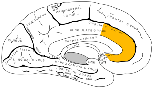 Anterior cingulate cortex